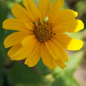 Héliopside Sommersonne - Heliopsis helianthoides sommersonne - Plantes