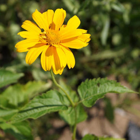 Héliopside Sommersonne - Heliopsis helianthoides sommersonne - Plantes vivaces