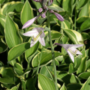 Hosta Normalis - Hosta fortunei aureomarginata - Plantes