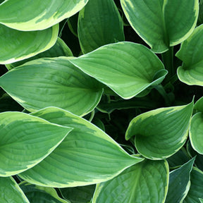 Hosta Normalis - Hosta fortunei aureomarginata - Plantes vivaces