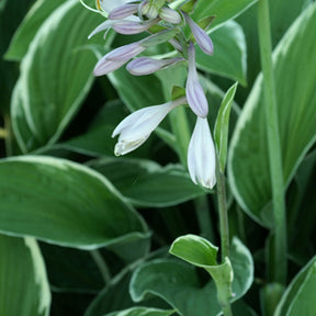 Hosta Francee - Hosta hybride francee  -