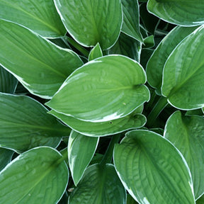 Hosta Francee - Hosta hybride francee  -