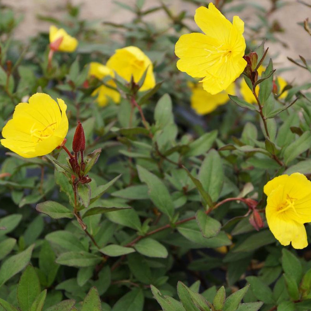 Oenothère Sonnenwende - Onagre - Oenothera fruticosa sonnenwende - Plantes