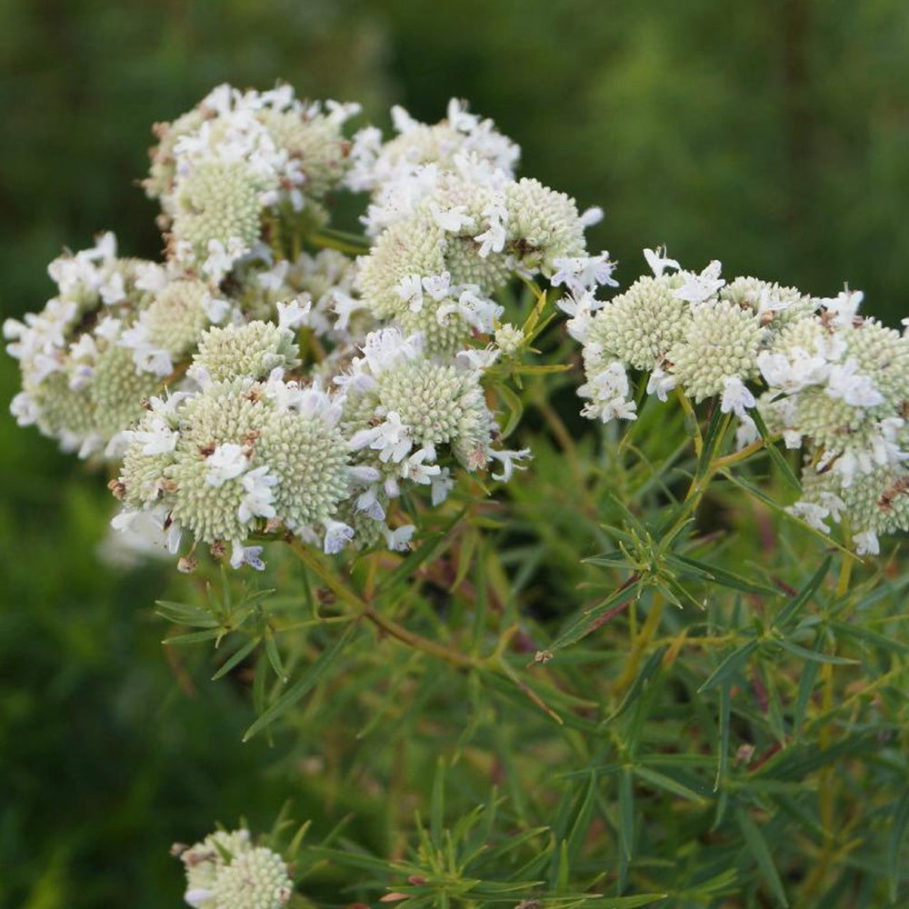 Menthe des montagnes - Psycnanthemum flexuosum - Plantes vivaces