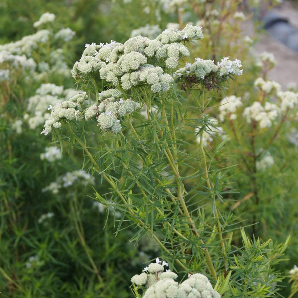 Menthe des montagnes - Psycnanthemum flexuosum