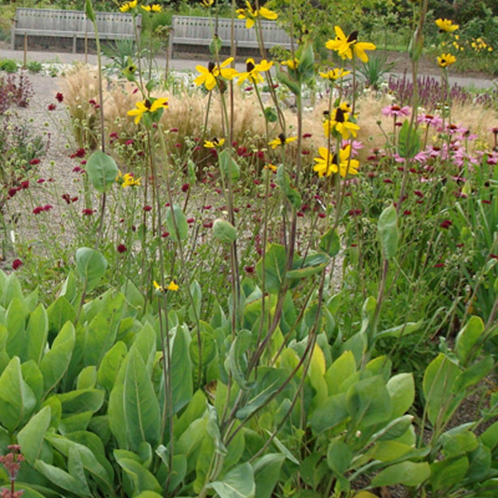 Rudbeckia géante - Rudbeckia maxima - Plantes