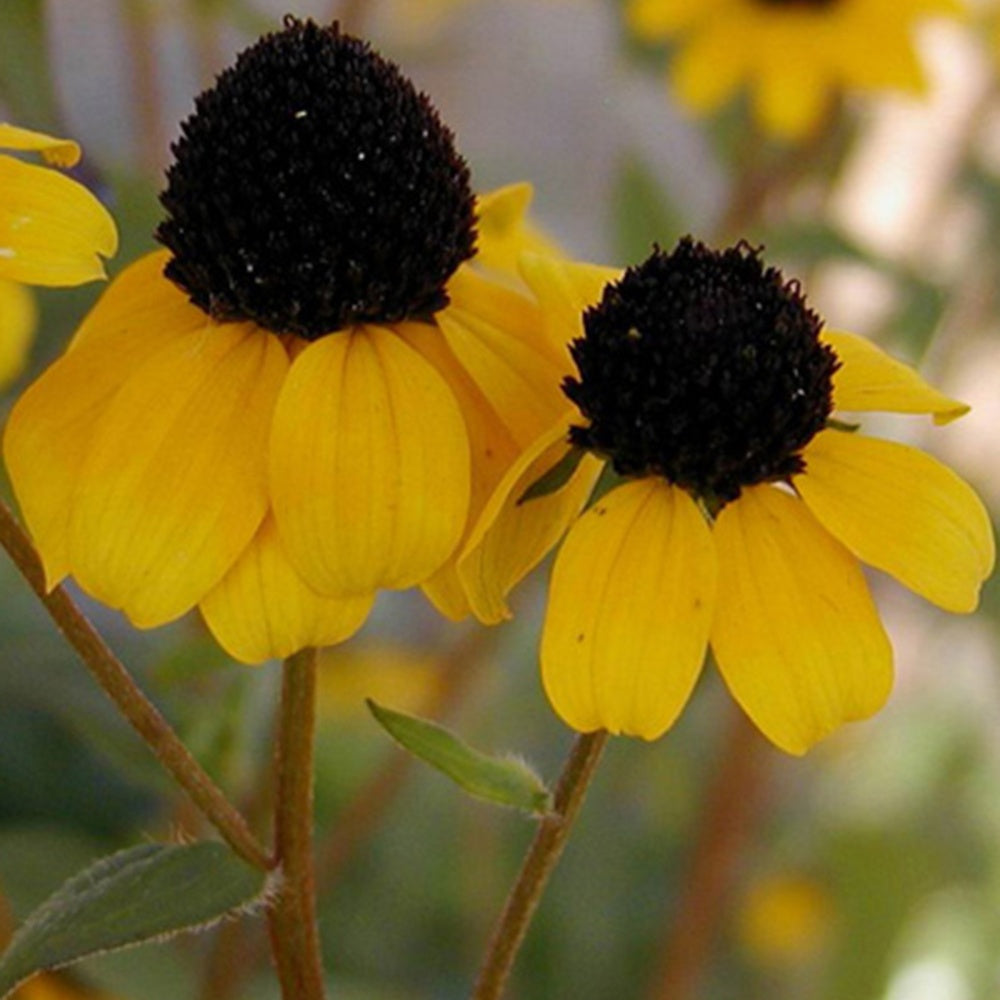 Rudbeckia trilobée - Rudbeckia  triloba - Plantes