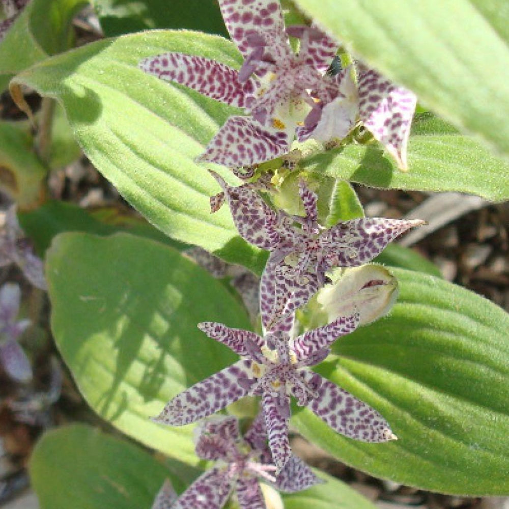 Lis Orchidée - Tricyrtis hirta Miyazaki - Tricyrtis hirta miyazaki - Plantes