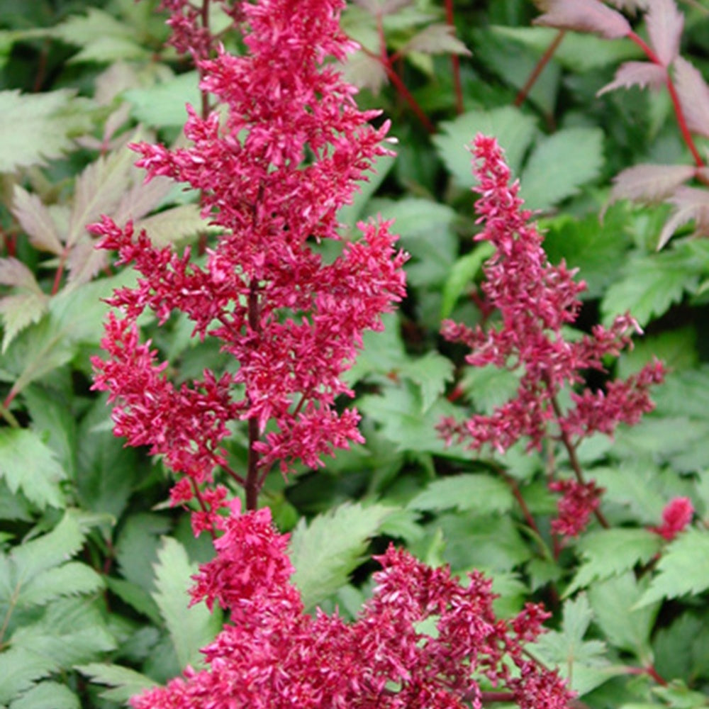 Astilbe d'Arends Fanal - Astilbe arendsii fanal