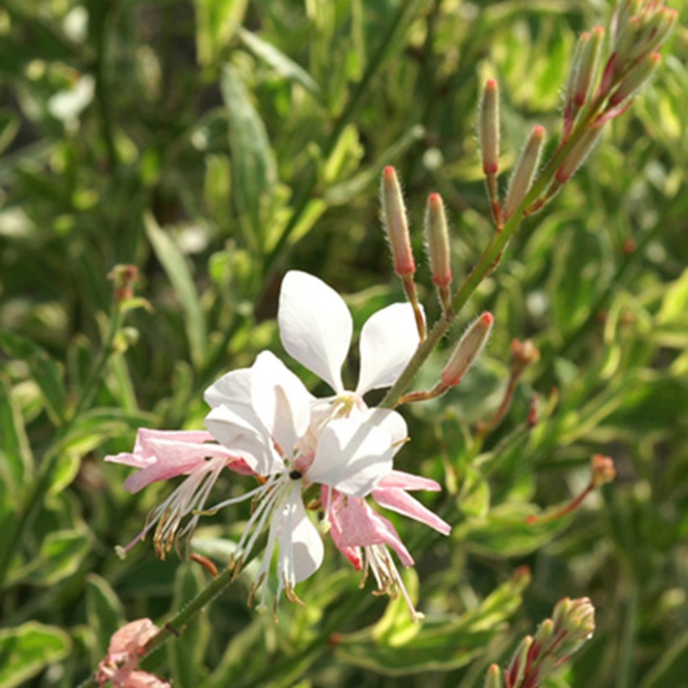 Gaura Corrie's Gold - Gaura lindheimeri corrie's gold - Gaura