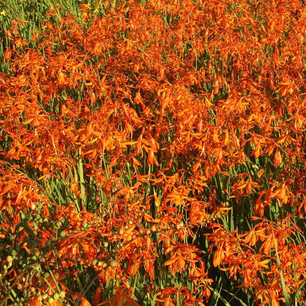 Crocosmia aurea - Crocosmia aurea