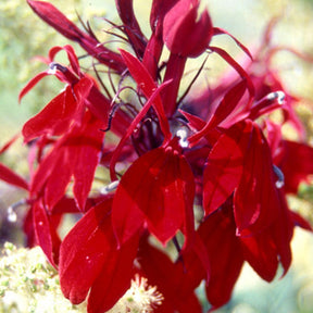 Lobelia Russian Princess - Lobelia speciosa russian princess - Plantes vivaces