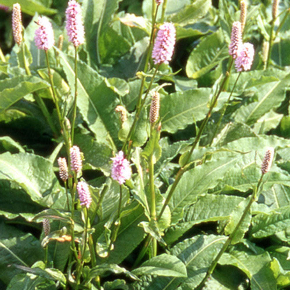 Renouée bistorte Superba - Persicaria bistorta superba - Plantes