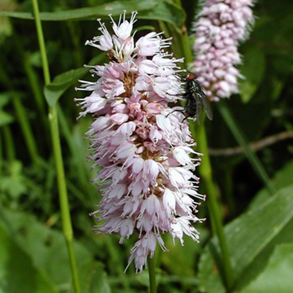 Renouée bistorte Superba - Persicaria bistorta superba - Plantes vivaces