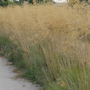 Stipe géante - Stipa gigantea - Plantes vivaces