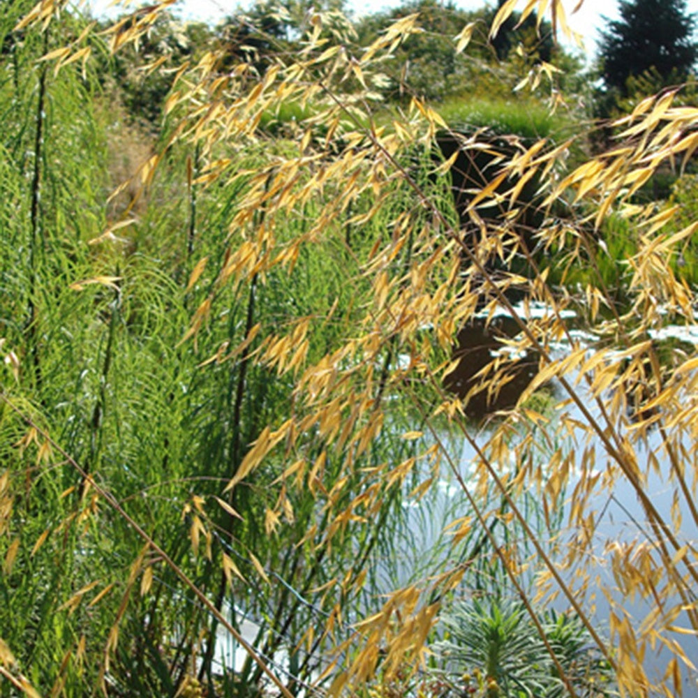 Stipe géante - Stipa gigantea - Graminées