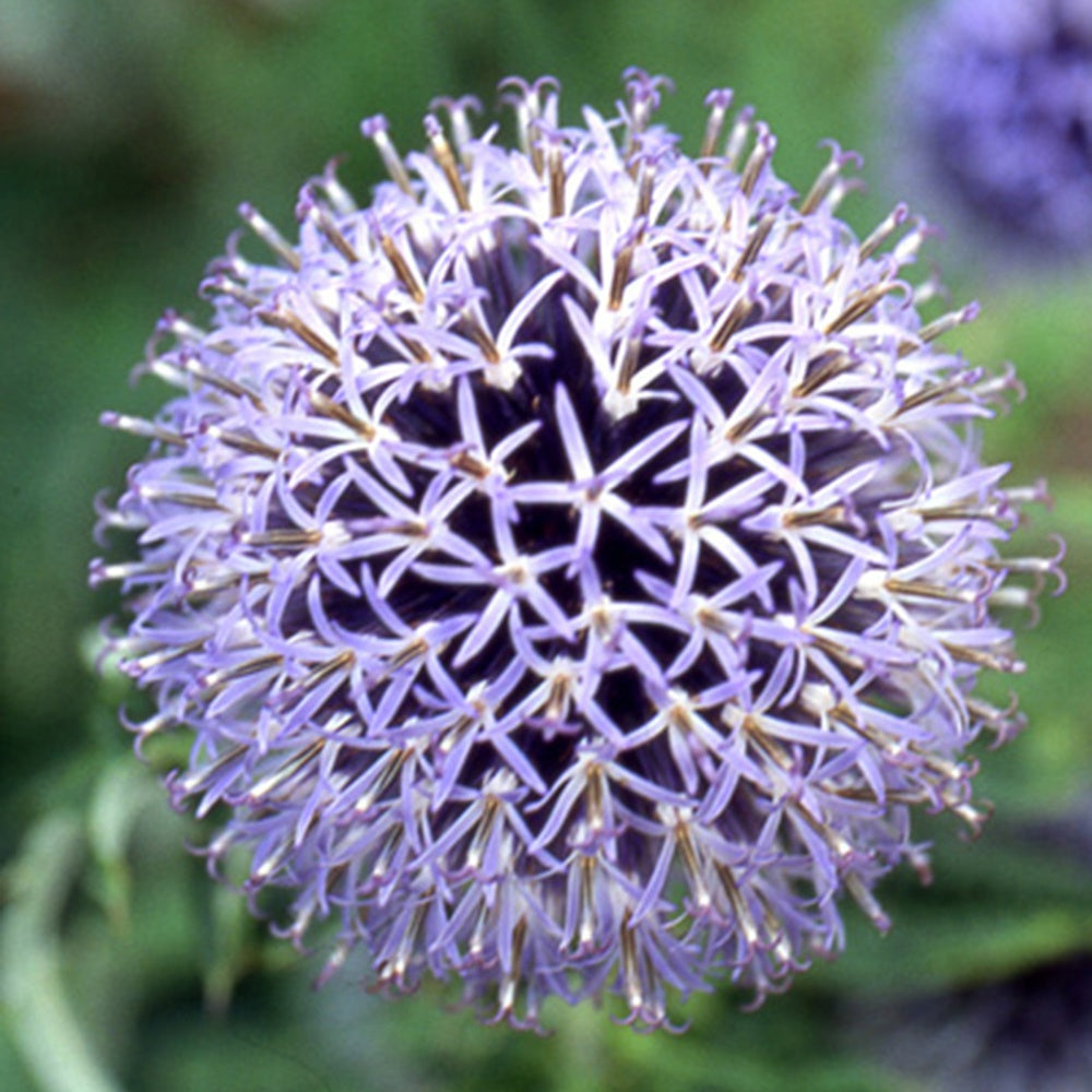 Boule azurée Blue Globe - Echinops bannaticus blue globe - Plantes