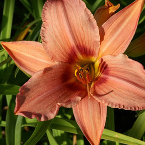 Hémérocalle Accepted Dare Lys d'un jour - Hemerocallis accepted dare - Plantes