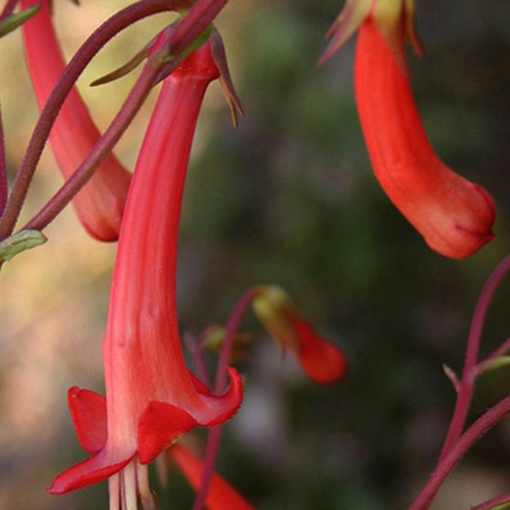 Fuchsia du Cap - Phygelius capensis - Plantes