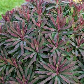 Euphorbe amygdaloides Ruby Glow - Euphorbia amygdaloides ruby glow - Plantes