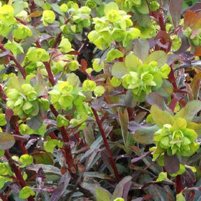 Euphorbe amygdaloides Ruby Glow - Euphorbia amygdaloides ruby glow - Plantes vivaces