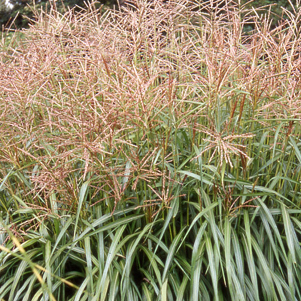 Eulalie Nippon - Miscanthus sinensis nippon - Plantes