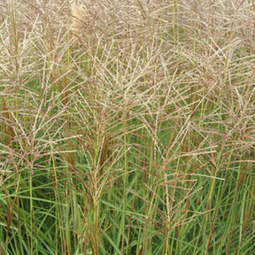 Eulalie Nippon - Miscanthus sinensis nippon - Plantes vivaces