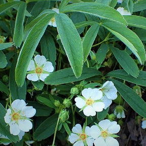 Potentille alba - Potentilla alba - Plantes