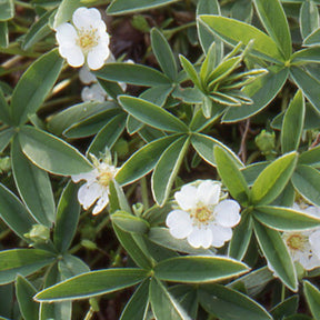 Potentille alba - Potentilla alba - Plantes vivaces