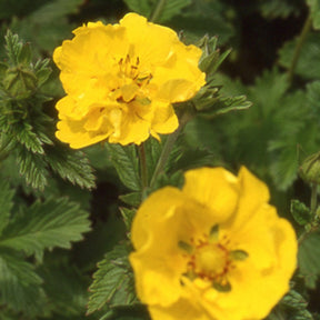 Potentille Yellow Queen - Potentilla yellow queen - Plantes