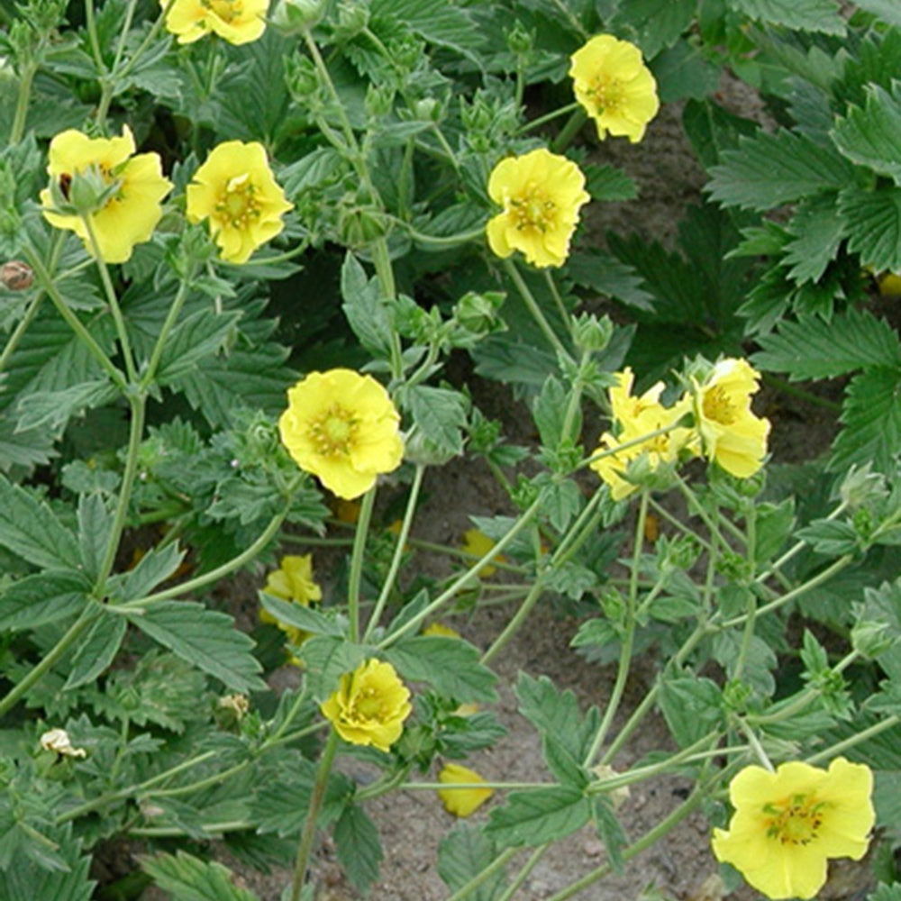 Potentille Yellow Queen - Potentilla yellow queen - Plantes vivaces