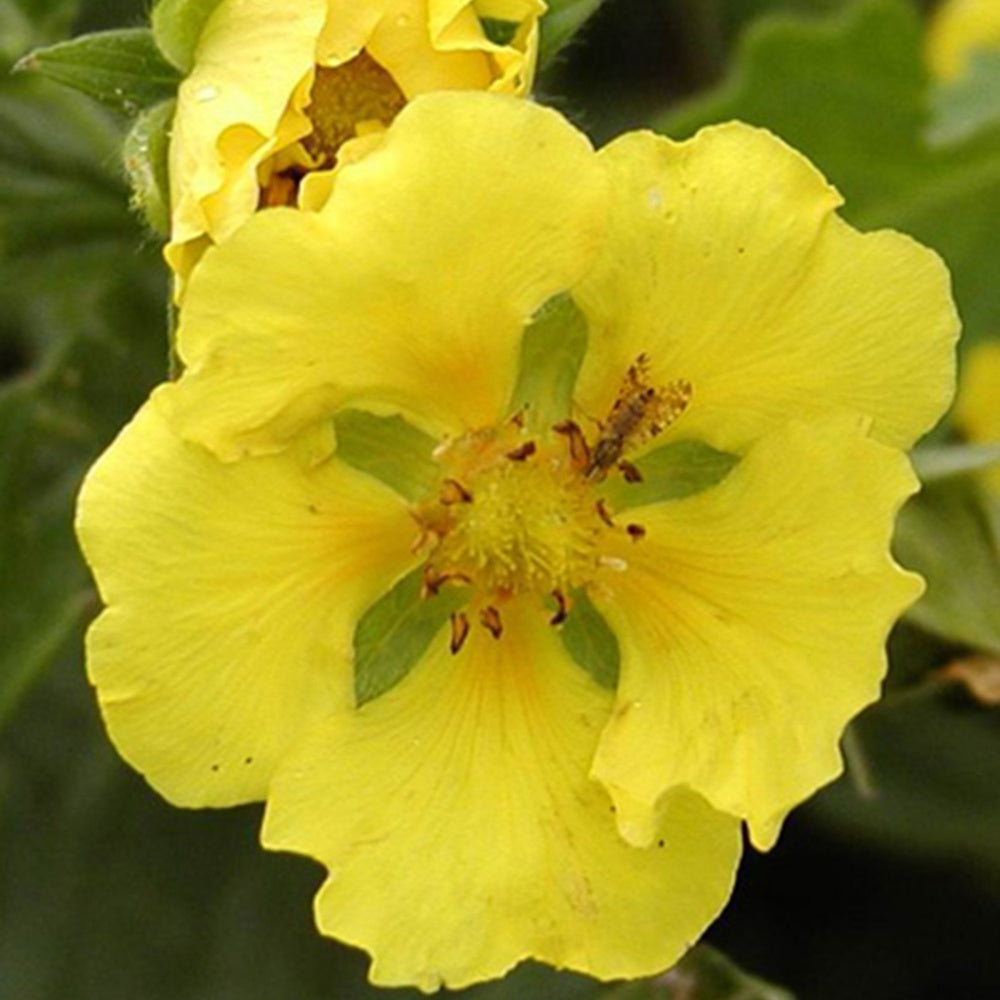 Potentille Yellow Queen - Potentilla yellow queen - Fleurs vivaces