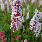 Renouée Donald Lowndes - Persicaria affinis Donald Lowndes - Plantes