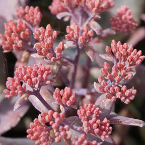 Sedum Chocolate Cherry - Sedum 'chocolate cherry' - Sédums