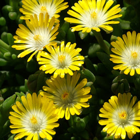 Delosperma Jewel of Desert Peridott ® - Delosperma 'jewel of desert peridott' ® - Plantes