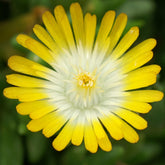 Delosperma Jewel of Desert Peridott ® - Delosperma 'jewel of desert peridott' ® - Plantes vivaces