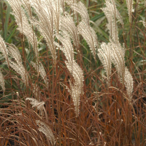 Eulalie Adagio - Miscanthus sinensis Adagio - Graminées