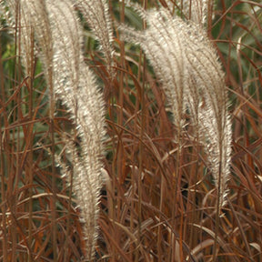 Eulalie Adagio - Miscanthus sinensis Adagio