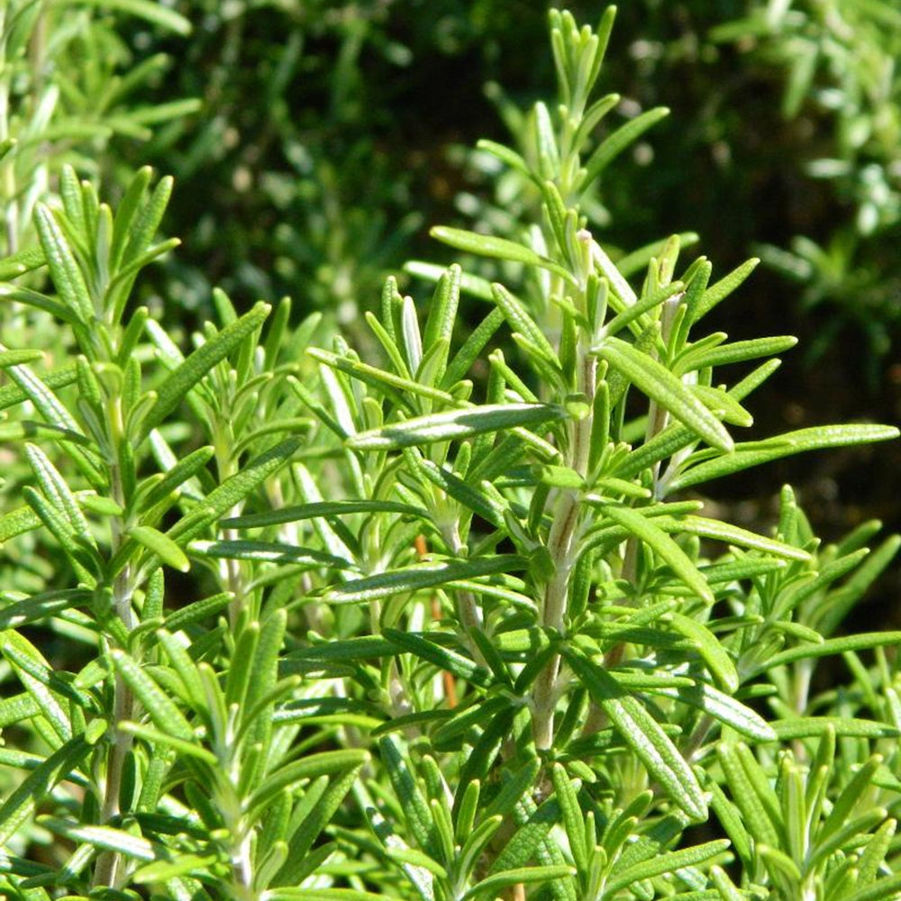 Romarin officinal - Rosmarinus officinalis