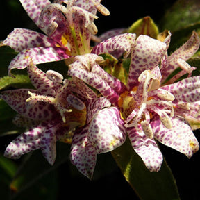 Lis des crapauds hirta - Tricyrtis hirta