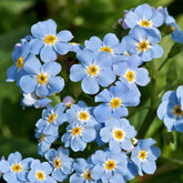 Myosotis des marais - Willemse