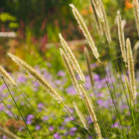 Herbe aux écouvillons érigée - Pennisetum macrourum - Willemse