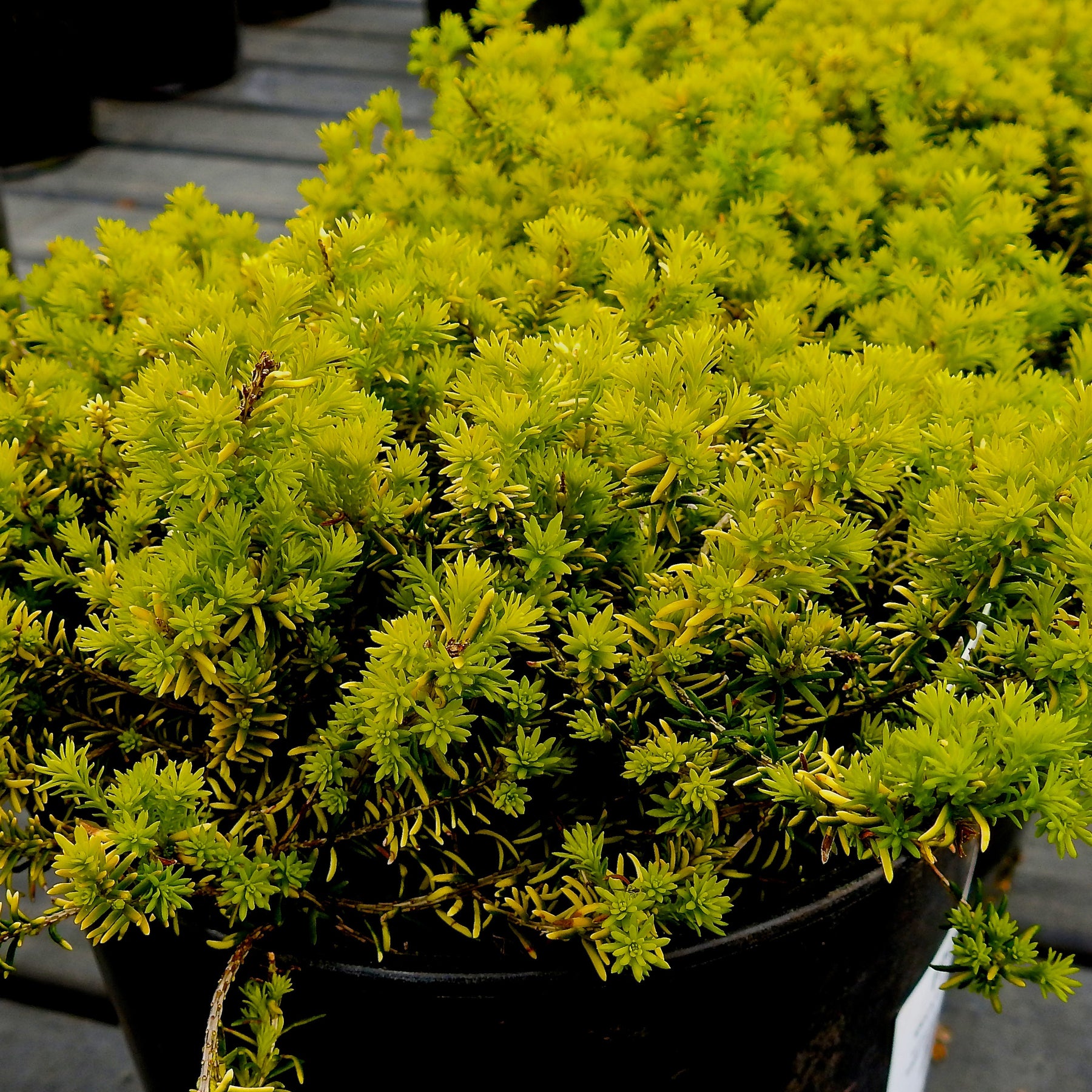 Bruyère d'hiver Golden Starlet - Erica carnea golden starlet - Plantes