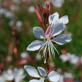 Gaura blanche - Gaura lindheimeri Whirling Butterflies - Plantes