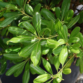 Pittosporum tobira - Pittosporum tobira