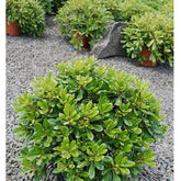 Pittosporum tobira ‘nana’ - Willemse