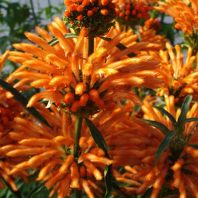 Queue de lion - Leonotis leonurus - Willemse