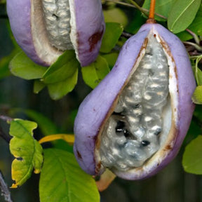 Akébia à cinq feuilles - Akebia quinata - Willemse