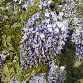 Glycine de Chine bleue  'Prolific'