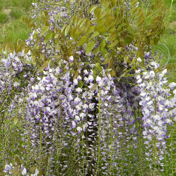 Glycine de Chine Caroline - Wisteria sinensis 'caroline'